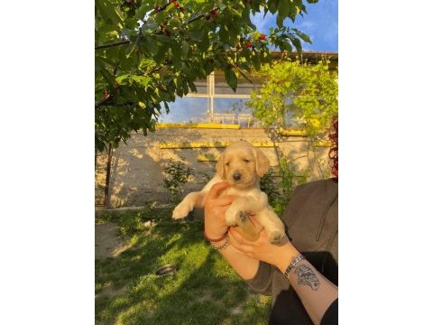 Garantili golden retriever yavrular