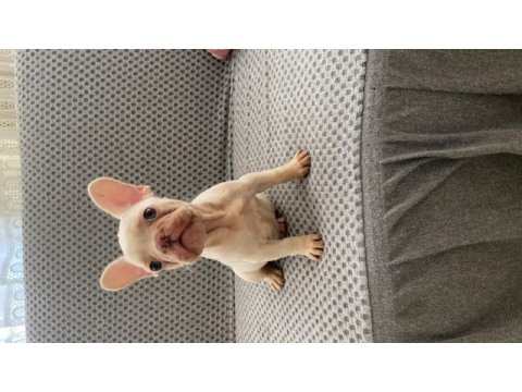 French bulldog foozy kızı