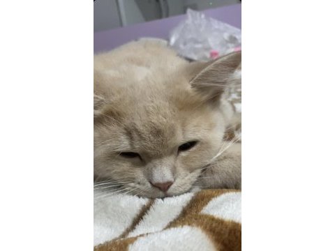 British longhair 9 aylık