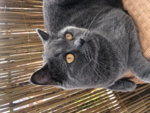 British shorthair 1 yaşında