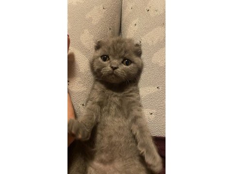 Son scottish fold bebek yeni yuvasını arıyor