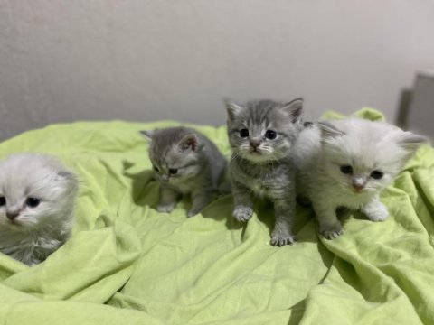 British shorthair 2 aylık