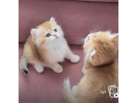 Safkan british shorthair golden bebekler