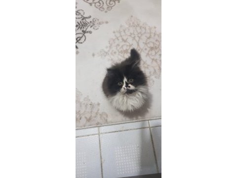 70 günlük erkek yavru iran kedilerim yeni yuvalarını arıyor