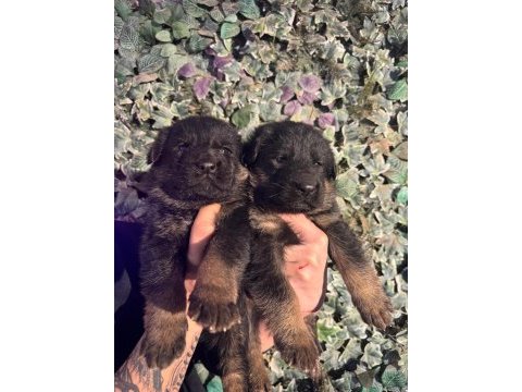Burkemden safkan alman çoban köpeği yavruları