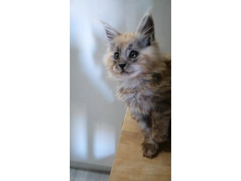 Maine coon yavrular