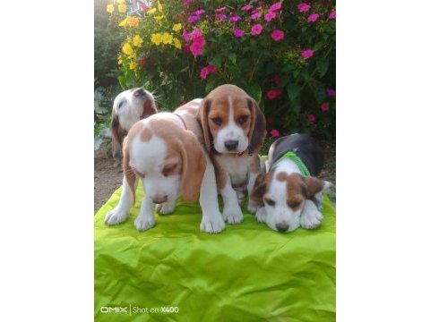 Türkiye geneli gönderimli beagle yavruları