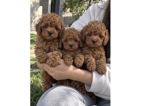 Poodle’da kaliteyi ilk bakışta fark edin