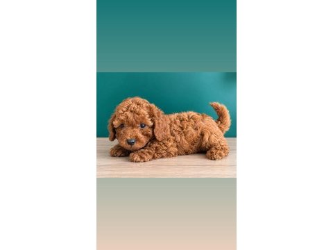 Sevimli poodle bebekler