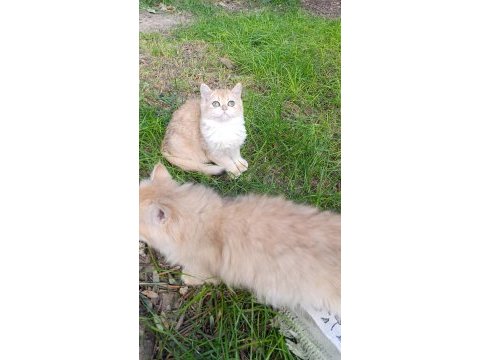 Show kalite orange british shorthair ny12