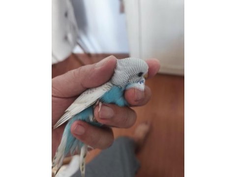 Yavru muhabbet kuşu bulunur.