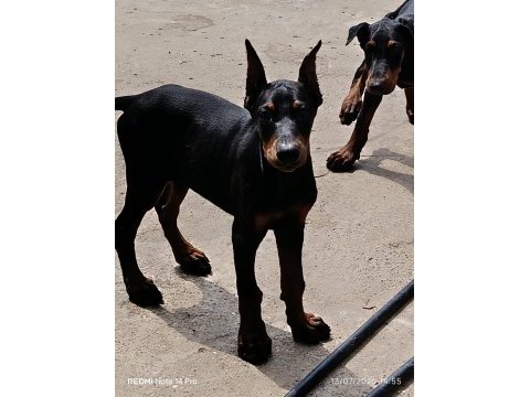 A scr doberman yavruları