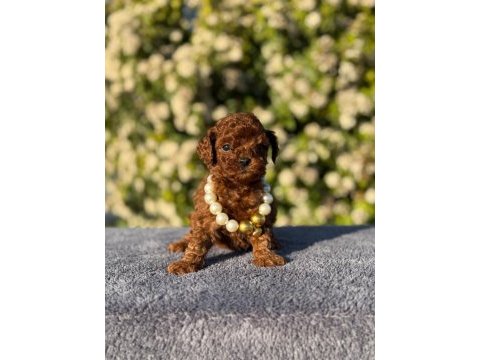 Kore kan poodle yavrularım