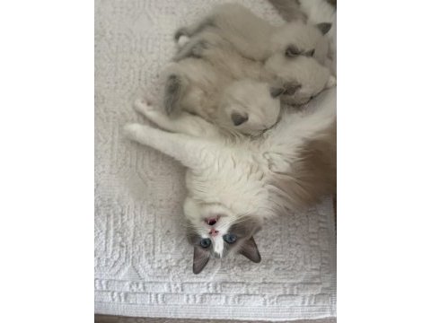 Ragdoll dişi ve erkek yavrular