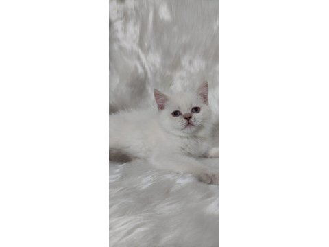 2 aylık british shorthair