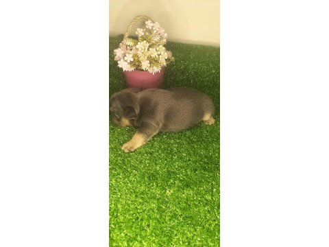 A kaliteli french bulldog yavrularım