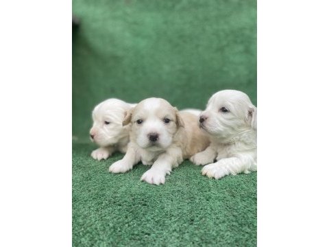 Kar beyaz maltese bebekler