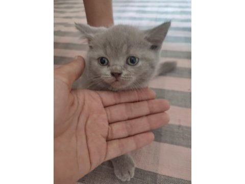 Bu guzel yavrulara yuva ariyoruz