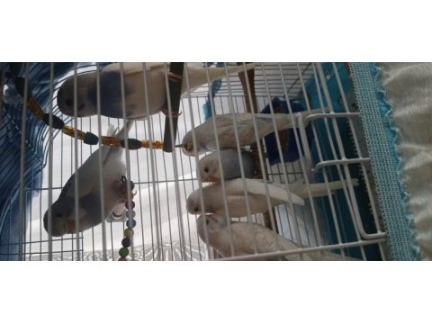 2 aylık muhabbet kuşu yavruları