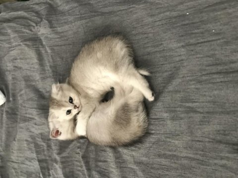Güzeller güzeli british shorthair yavrular