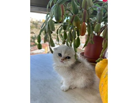 Scottish fold kırık kulak