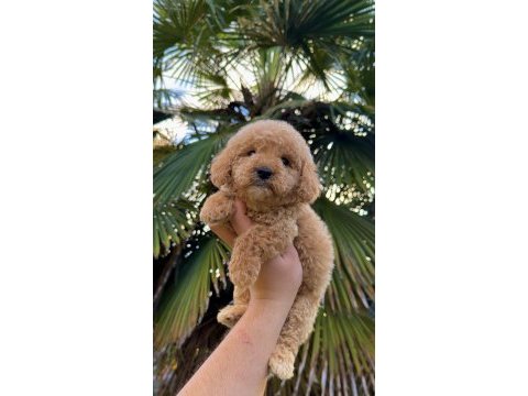Toy poodle köpeğimiz yeni yuvasına hazır
