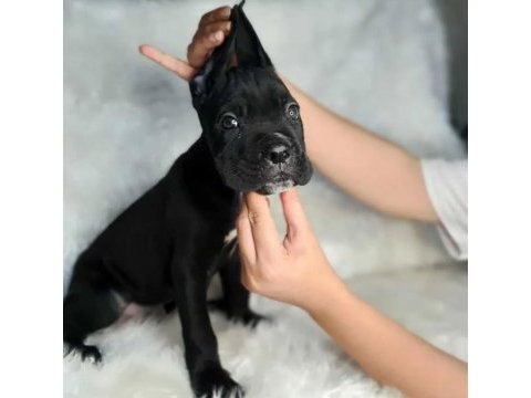 Hem ev hem bahçeye uygun ırk cane corso