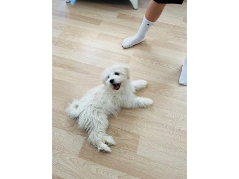Maltipoo yavrularımız