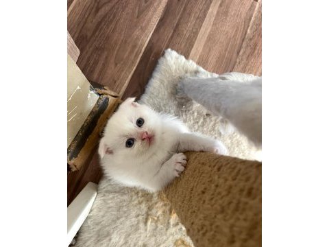 Minik scottish fold mutluluklar