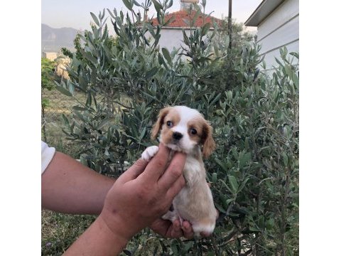 Aşılı garantili cavalier king charles bebeklerimiz