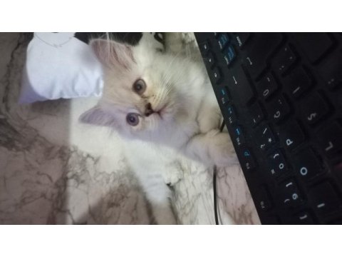 Son 2 erkek british longhair