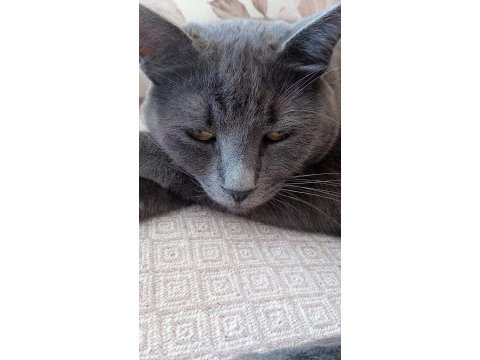 Russian blue kedimiz oyun canlısı