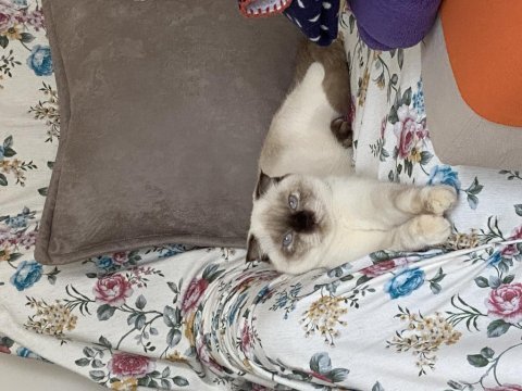 Scottish fold blue point kedime erkek arıyoruz