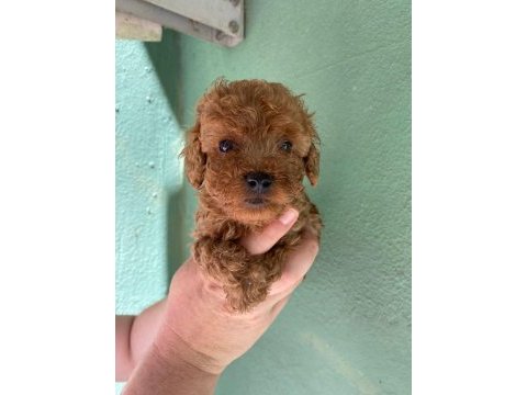 Irk ve sağlık garantili toy poodle yavrularım