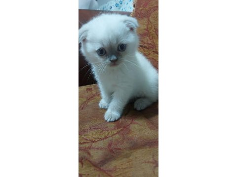 Scottish fold blue point