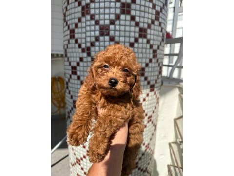 Toy poodle yavrularımız