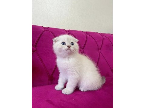 Safkan scottish fold yavrumuz