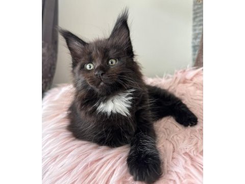 Maine coon al-satçılara ve aracılara dikkat
