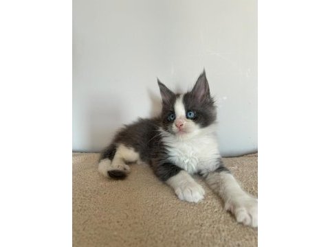 Mavi gözlü minik dev maine coon