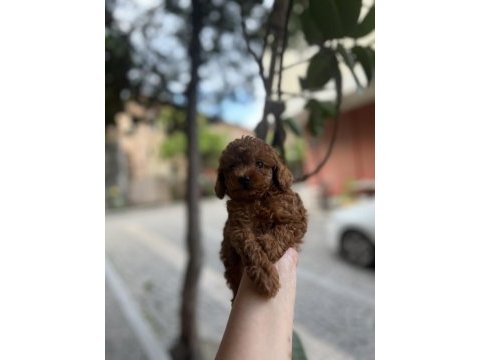 Kore kan toy poodle erkekler