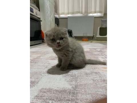 Lilac renk british shorthair yavrular