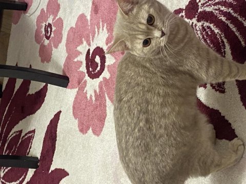 British shorthair ücretsiz sahiplendirme