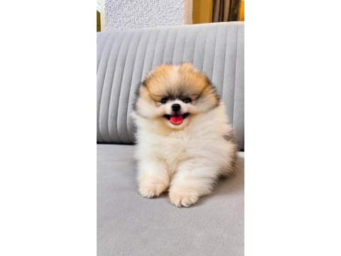 Irk ve sağlık garantili pomeranian boo bebekler