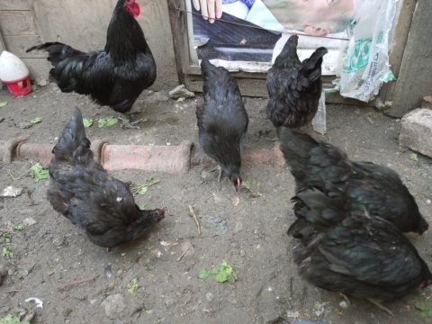 Görseldeki cinslere ait kuluçkalık yumurta bulunur