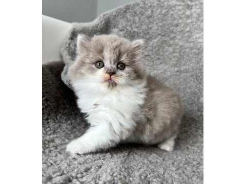 Dişi bicolor lilac long perfect british longhair