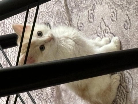 Sahiplendirilecek sarman yavru kedi çok tatlı
