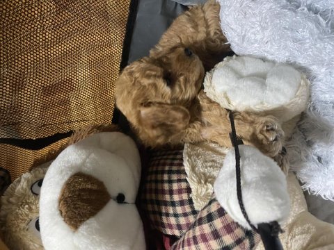 2 aylık toy poodle köpeğimiz