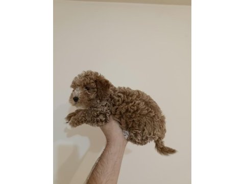 Kıvırcık dişi maltipoo bebek