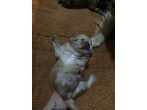 0-3 aylık küçük ırk tibet spaniel