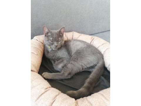 British shorthair yavru